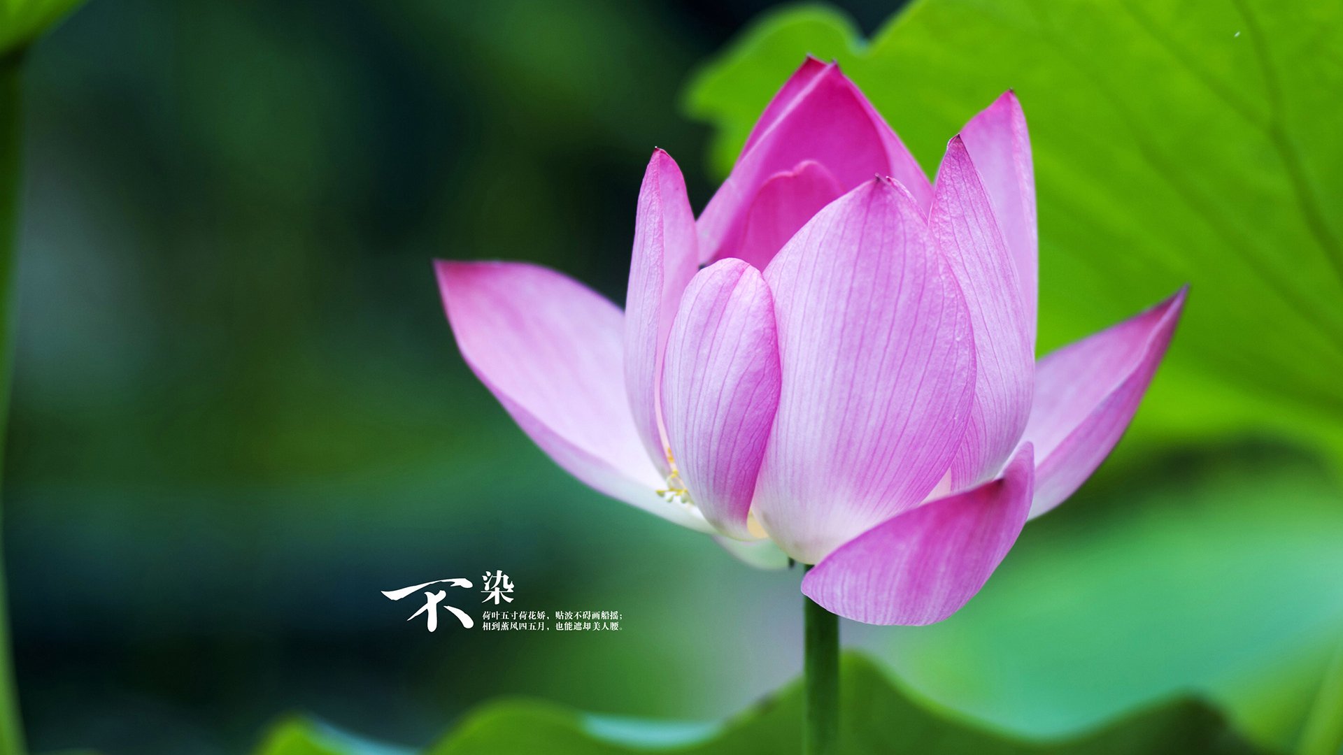 KAIYUNAPP-赫塔菲续约主帅，球队稳定发挥，赫塔菲队主客场球衣