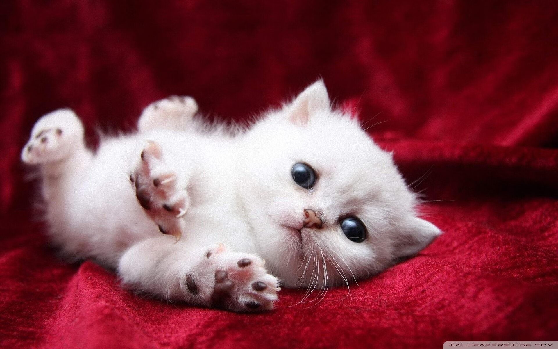 开云官方网站-世界杯攻城拔寨：团队协作的极致展现，攻城拔寨怎么读