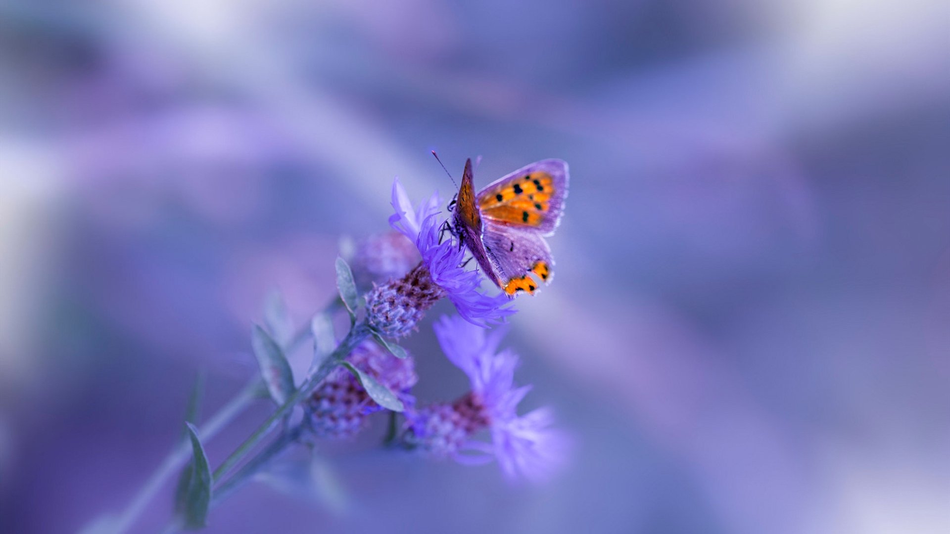 中国女篮注重落位战术打磨提高关键时刻决策质量,求中国女篮