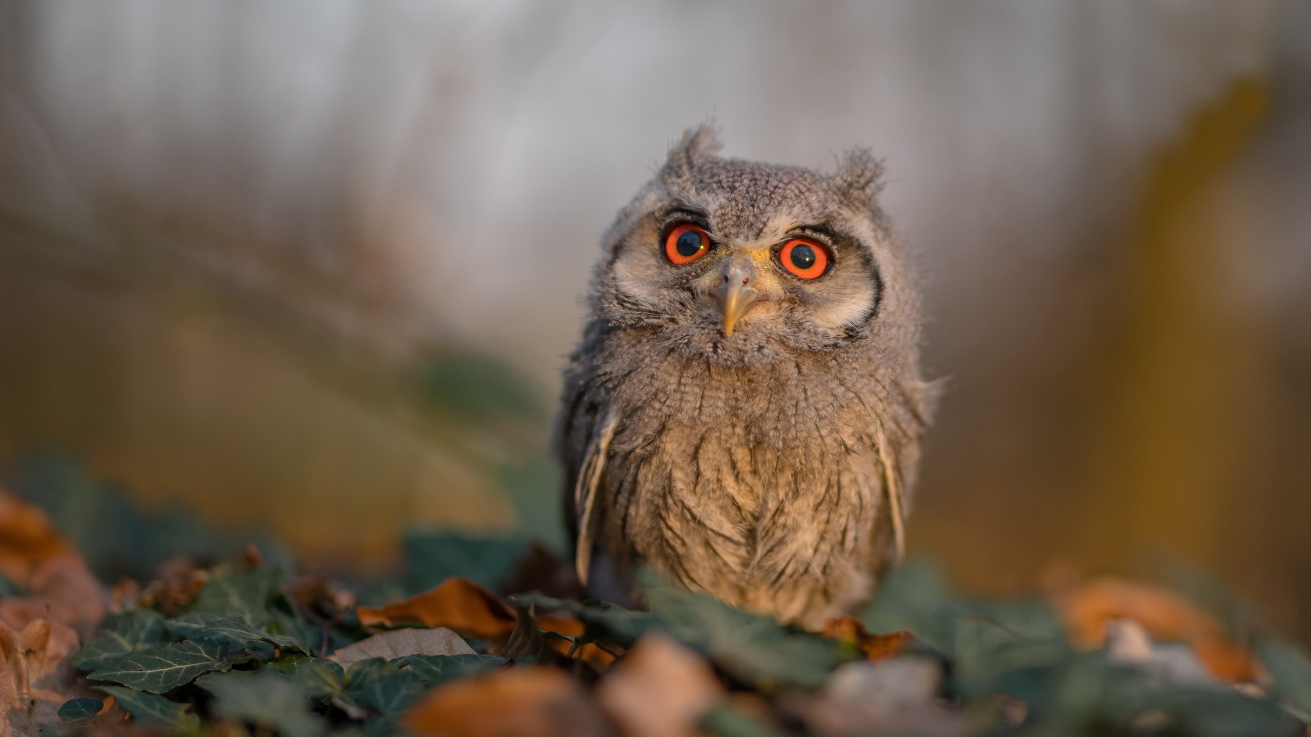 从年轻选手到决赛强者 温斯坦成长显著,斯坦·温斯顿