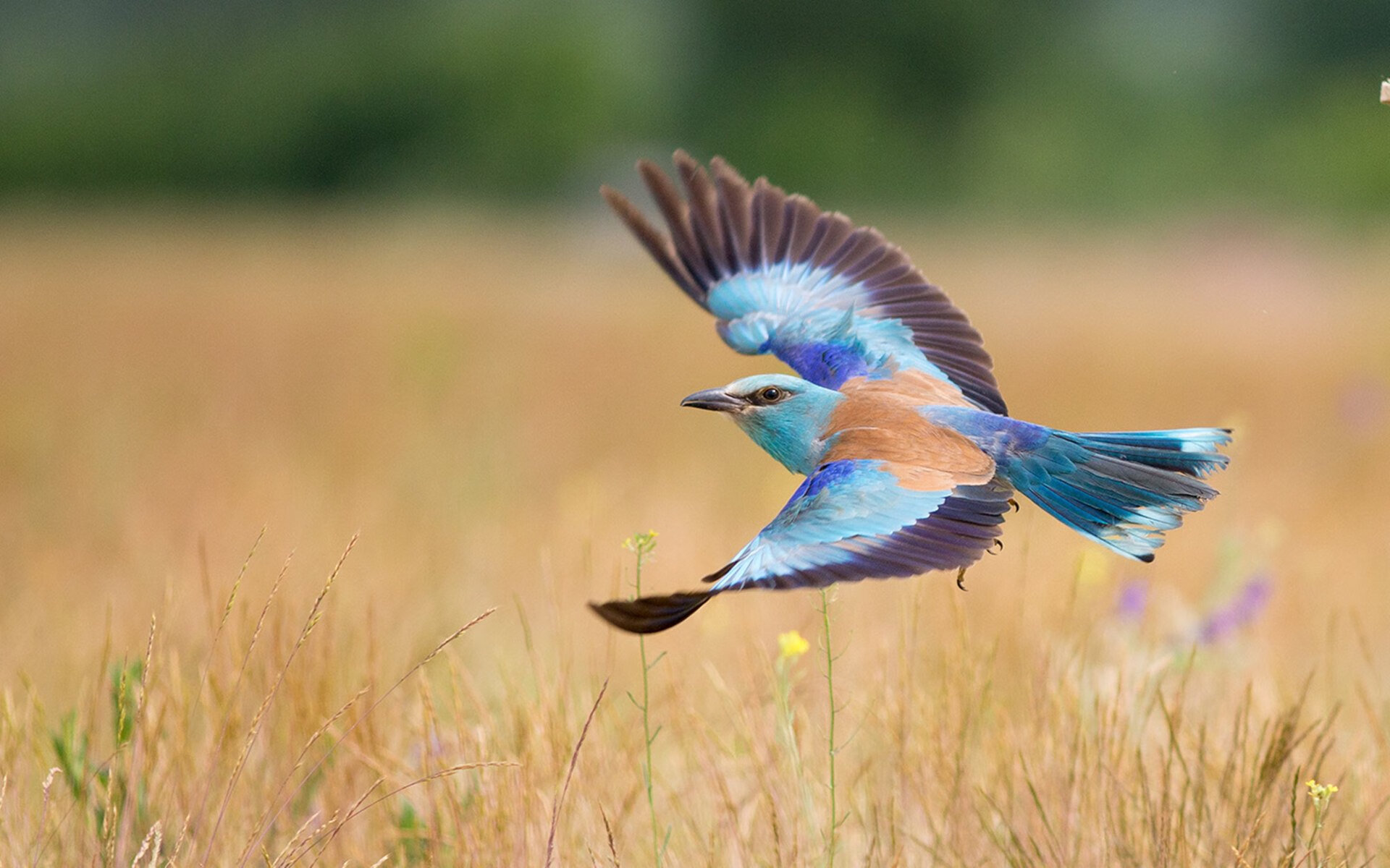 欧洲杯战术风云：变阵带来的高潮连连，欧洲杯战术笔记