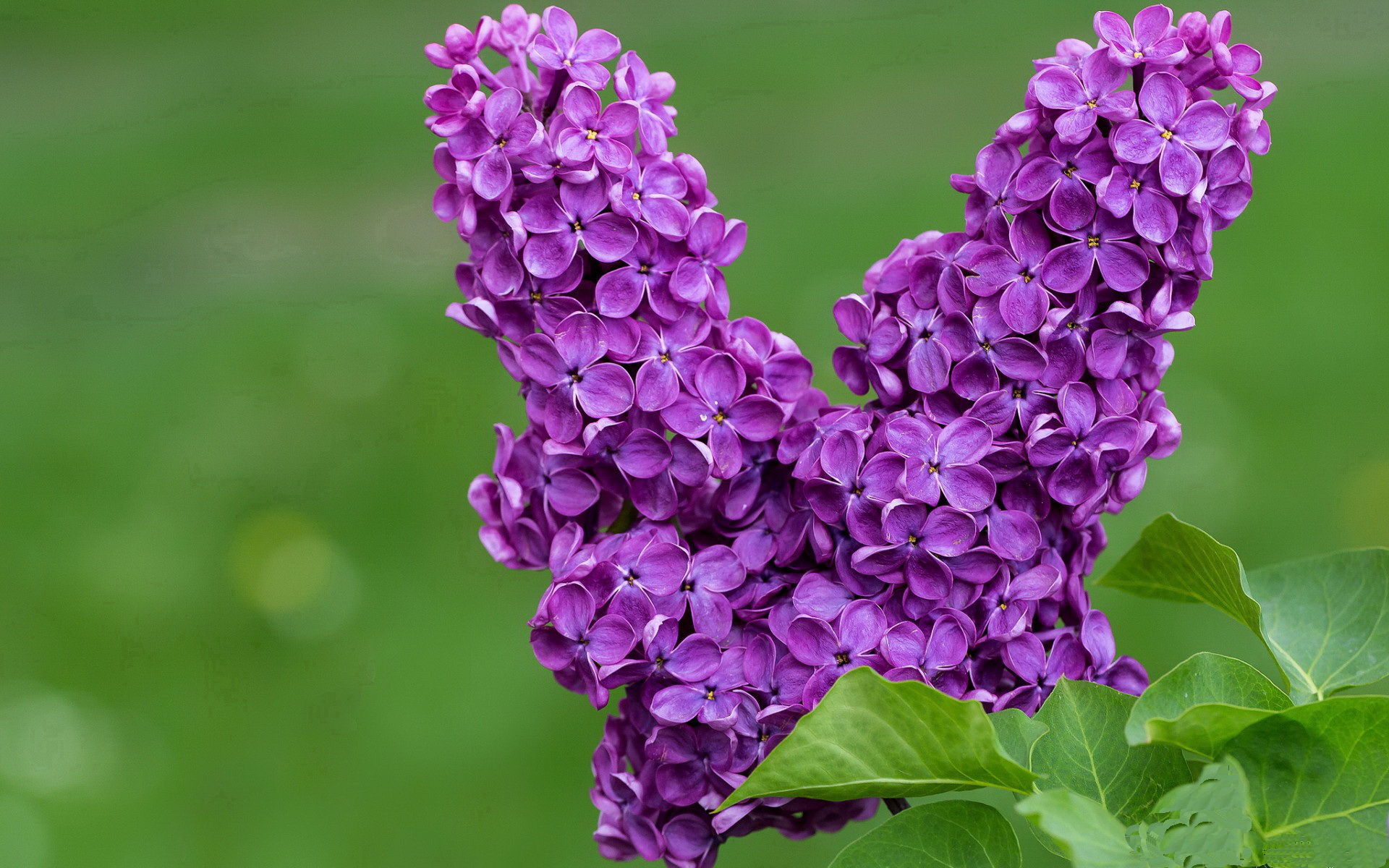 开云中国大陆-科里·简：其独特的边锋打法，成为全黑队无懈可击的战术选择，科里纳绰号