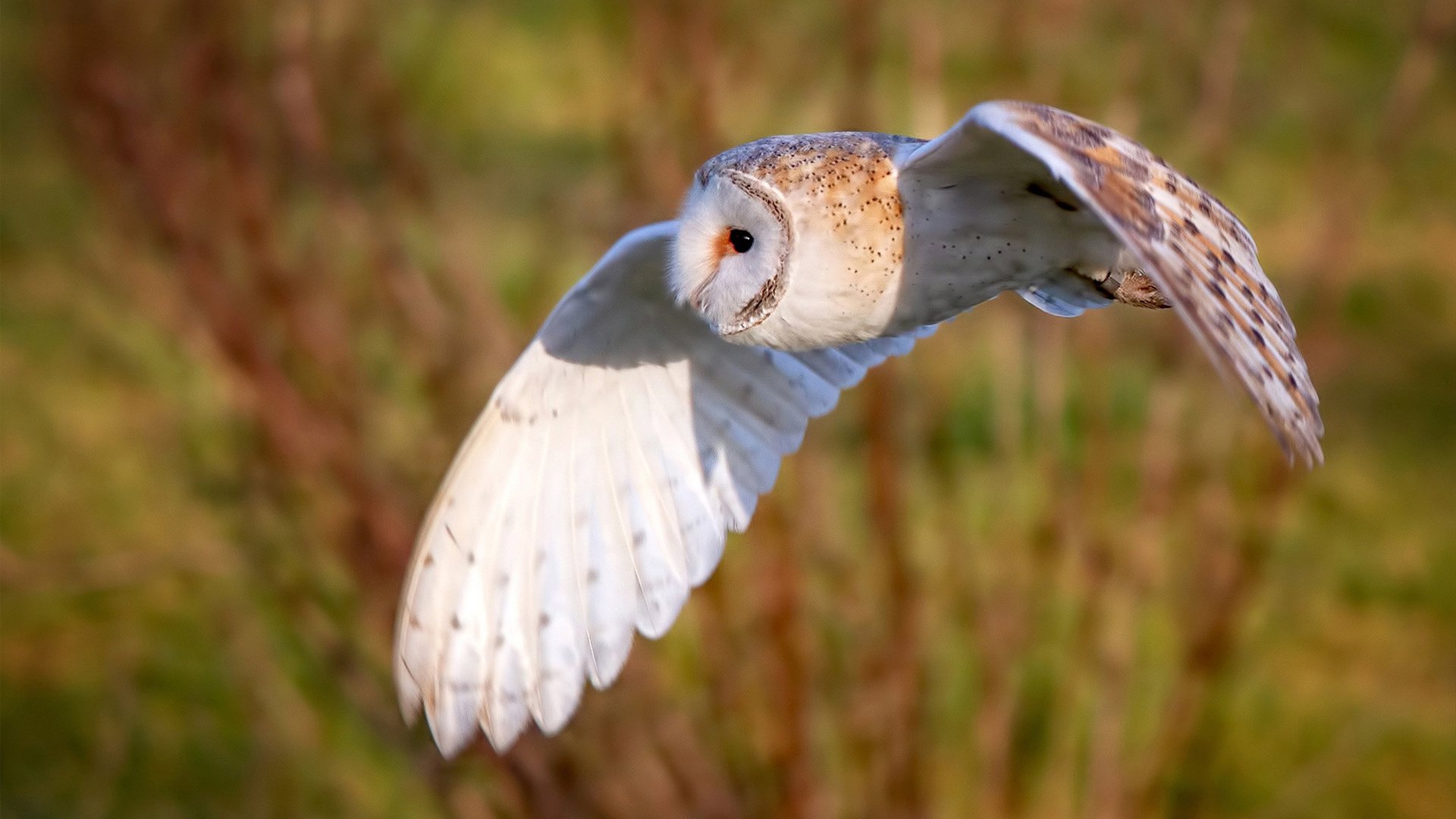 KAIYUNAPP-黄蜂推出球队文化系列短片讲述奋斗故事，黄蜂队新闻